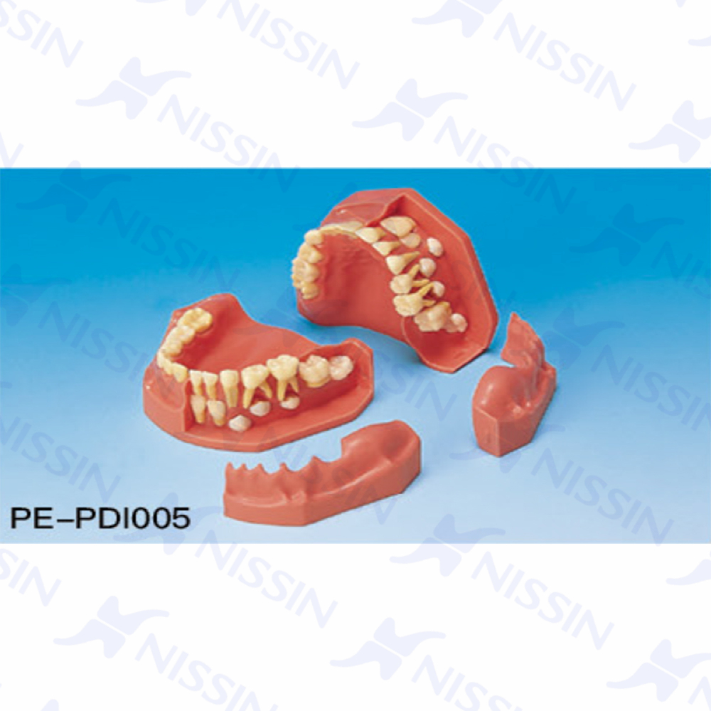 牙列发育模型(9/5岁)