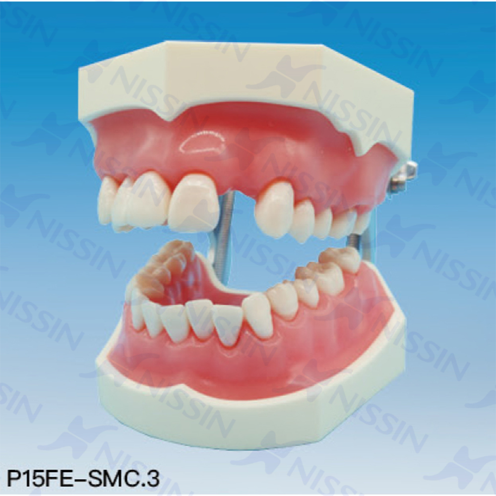 牙周松动牙固定实习模型