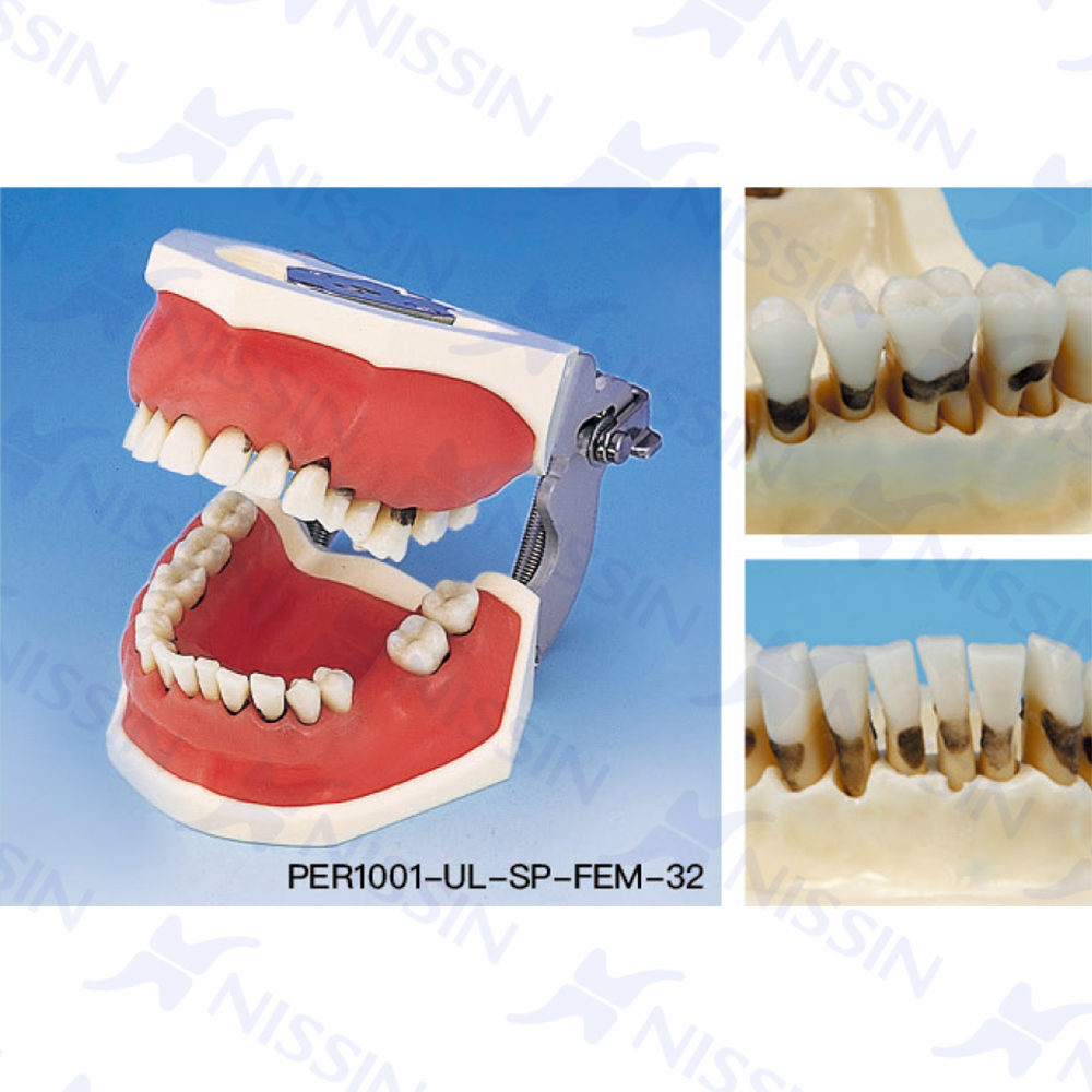 牙周外科实习模型