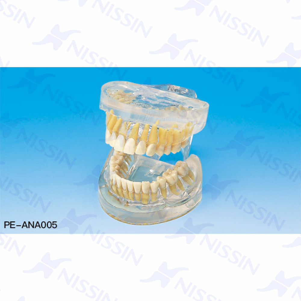 完全透明上下颌牙列模型