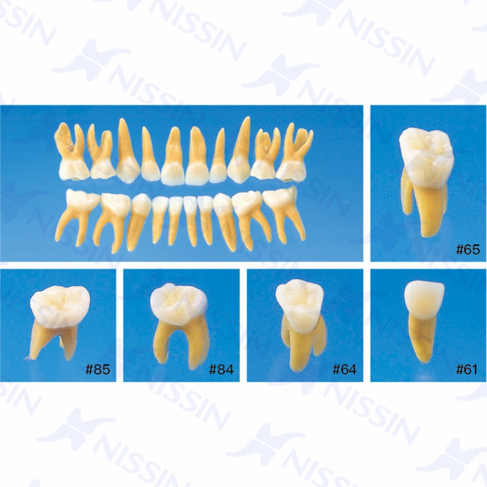 二色乳牙牙体模型