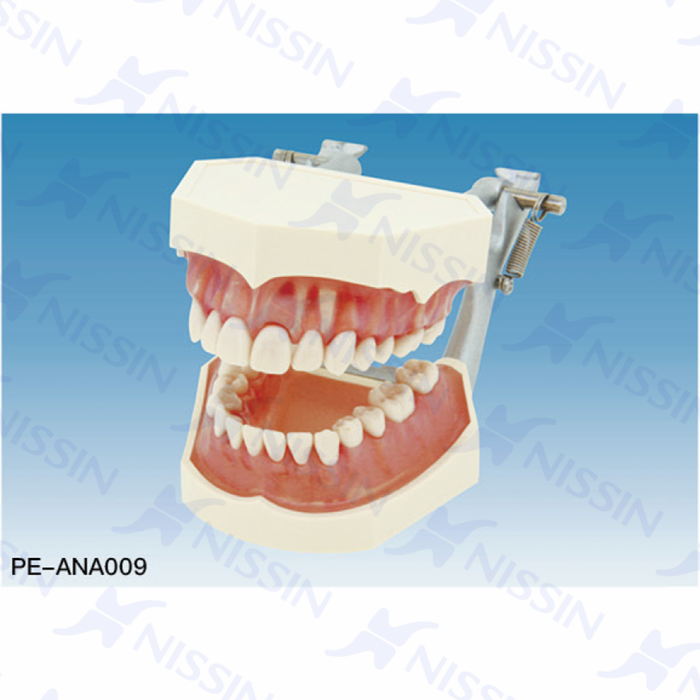 可拆成人牙颌模型